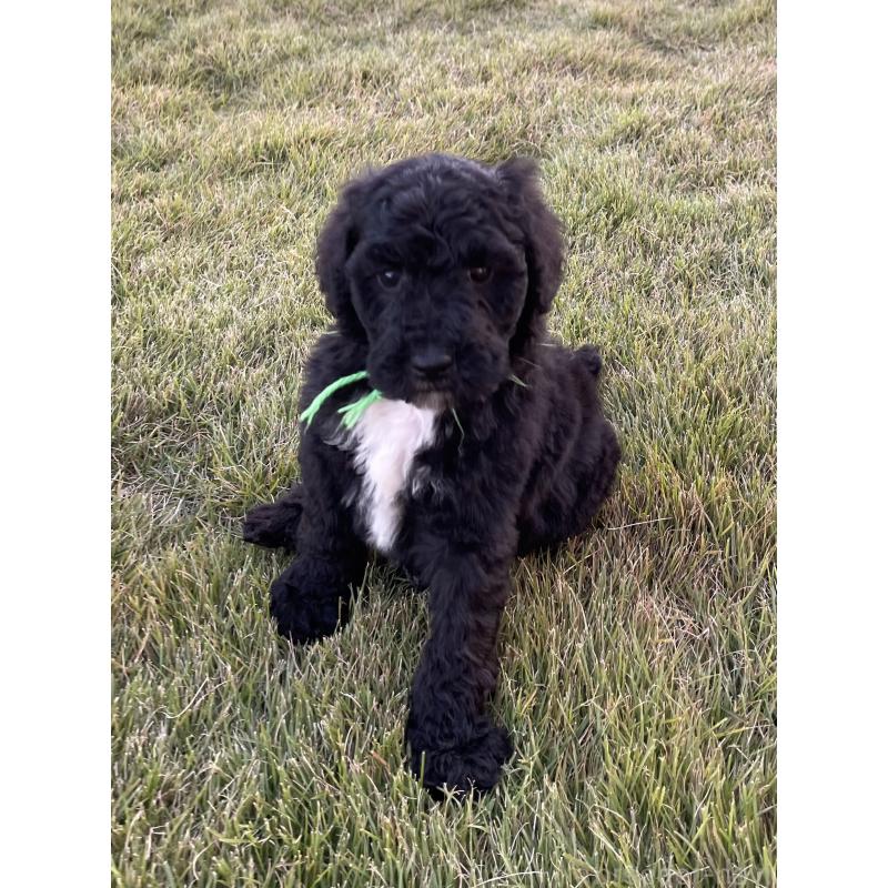 成約済の茨城県のスタンダードプードル-422538の4枚目