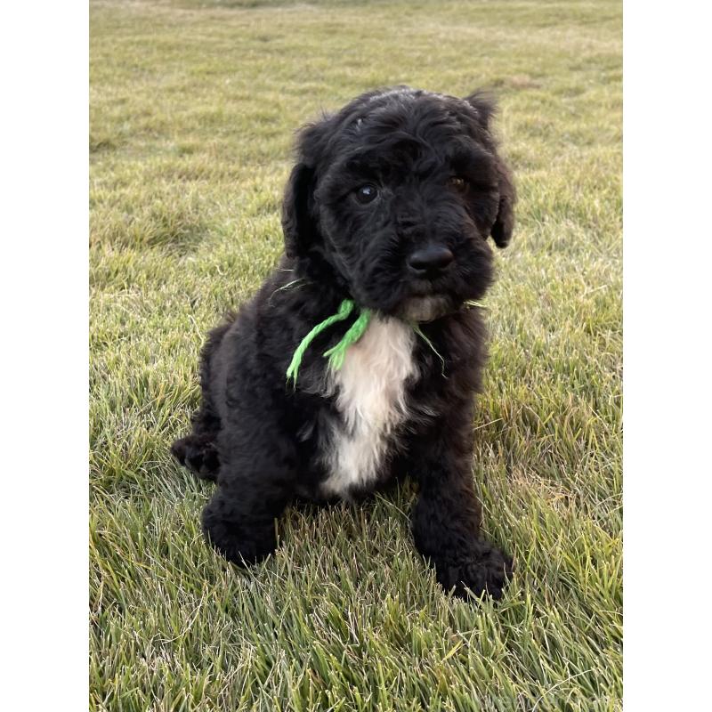 成約済の茨城県のスタンダードプードル-422538の3枚目