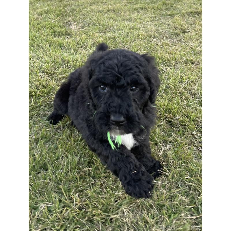 成約済の茨城県のスタンダードプードル-422538の2枚目