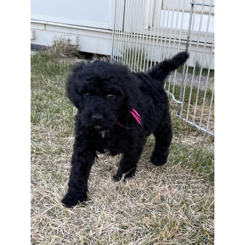 成約済の茨城県のスタンダードプードル-422539の3枚目