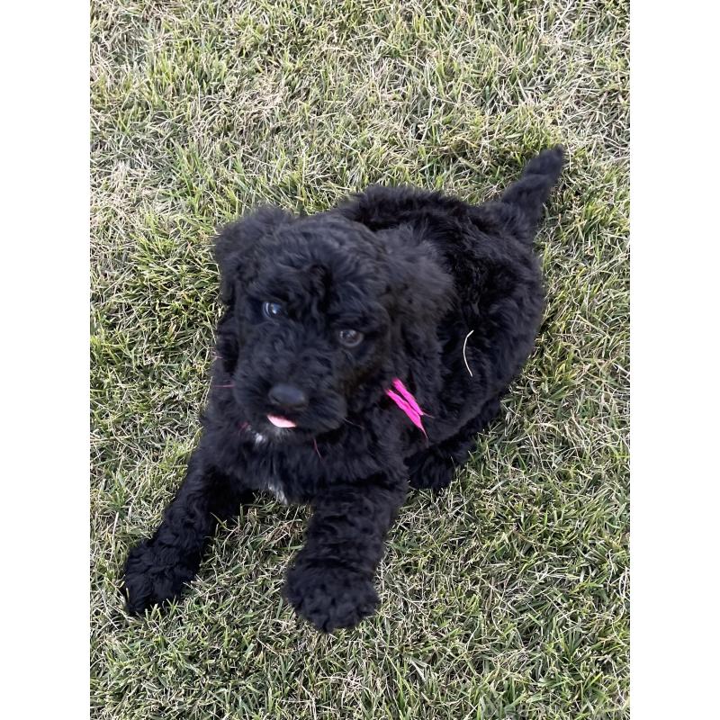 成約済の茨城県のスタンダードプードル-422539の2枚目