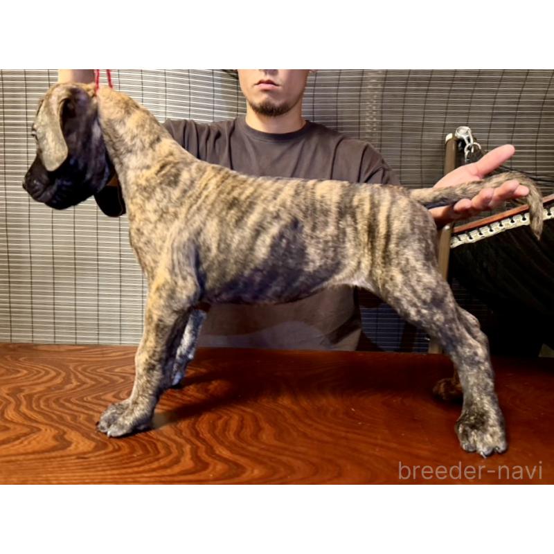 販売中の東京都のプレサカナリオ-426742の1枚目