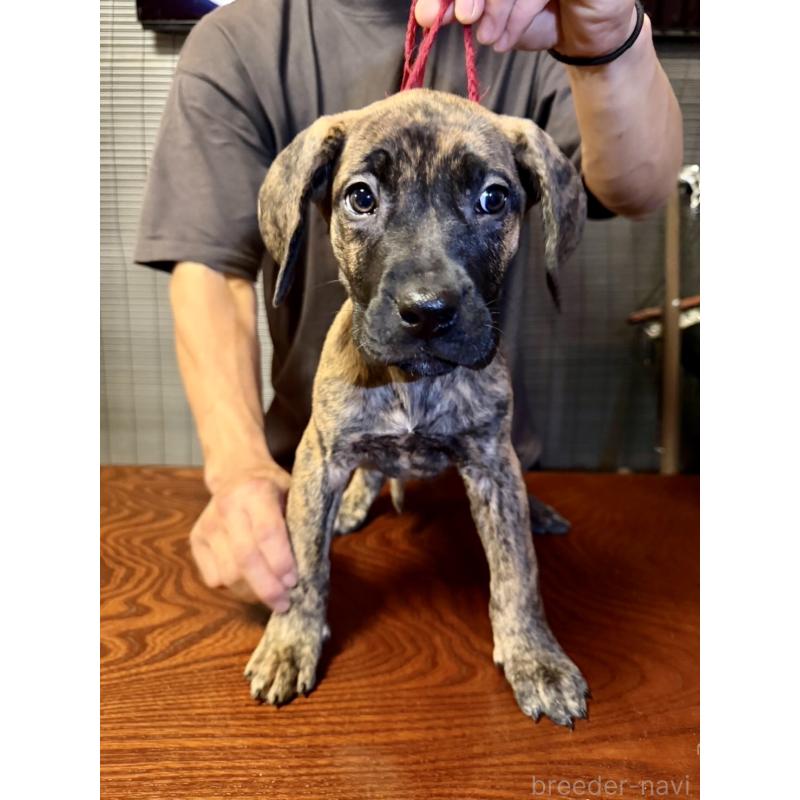 販売中の東京都のプレサカナリオ-426742の2枚目