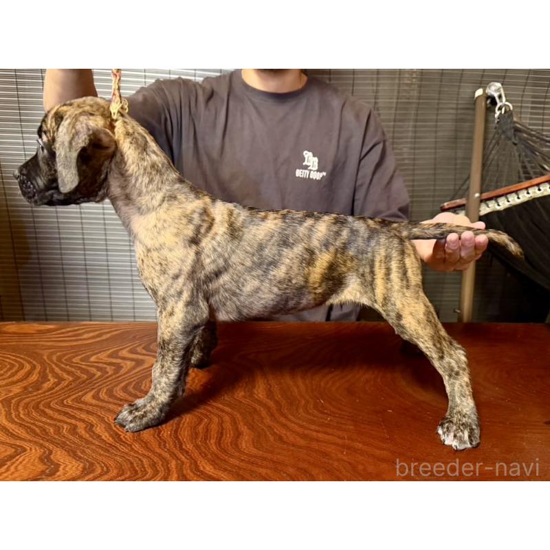 販売中の東京都のプレサカナリオ-426741