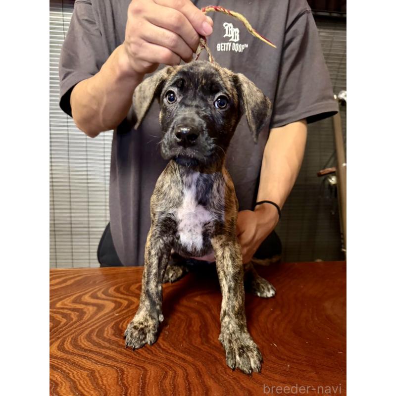 販売中の東京都のプレサカナリオ-426741の2枚目