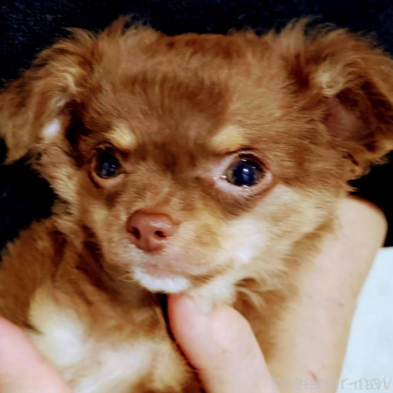 販売中の大阪府のチワワ(ロングコート)-426743の1枚目