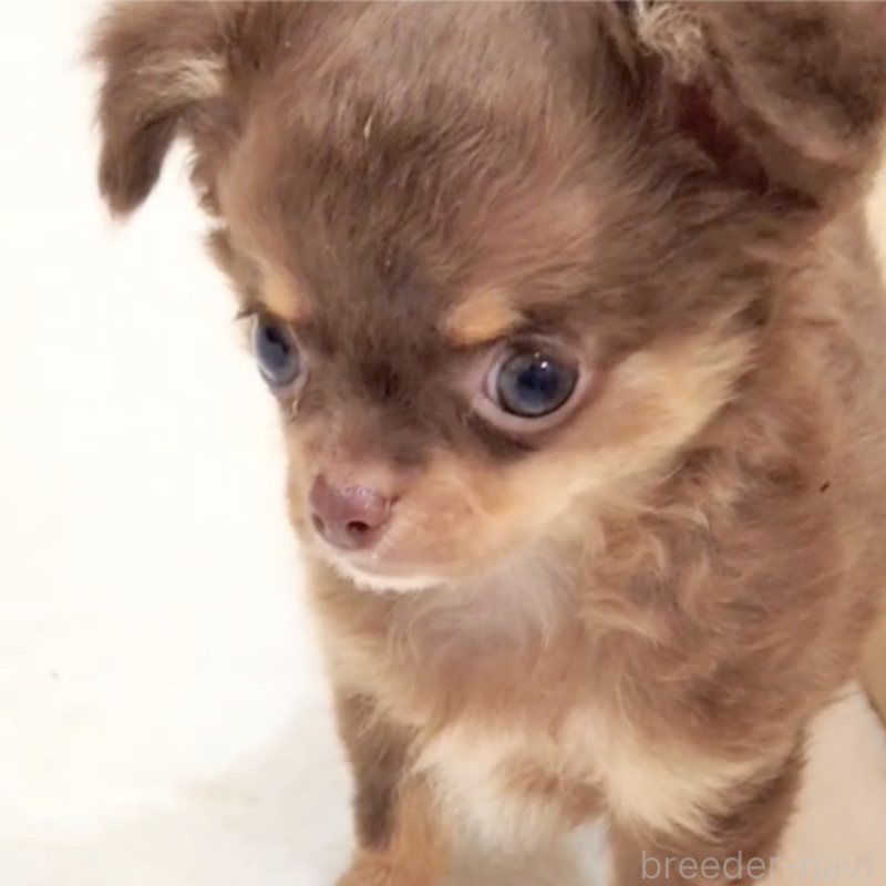 販売中の大阪府のチワワ(ロングコート)-426743の3枚目