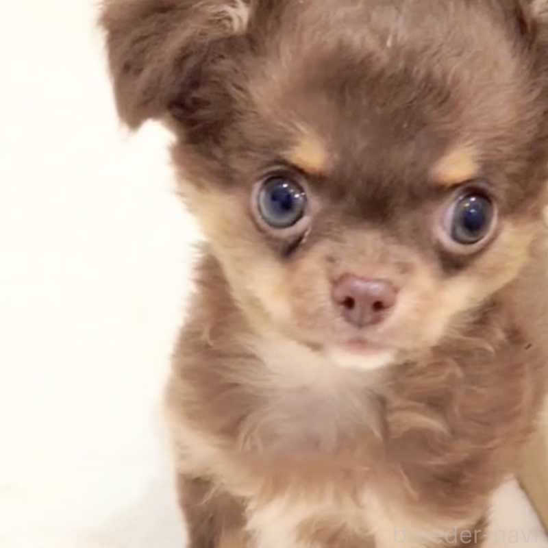 販売中の大阪府のチワワ(ロングコート)-426743の2枚目