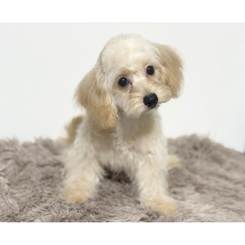 販売中の埼玉県のポメプー:ポメラニアン×トイプードル-426744の7枚目