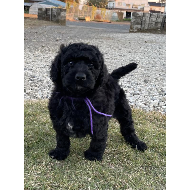 販売中の茨城県のスタンダードプードル-426745の7枚目