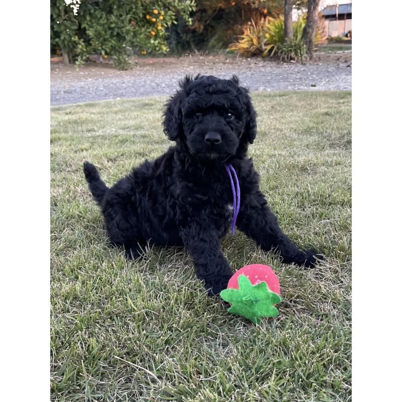 販売中の茨城県のスタンダードプードル-426745の6枚目