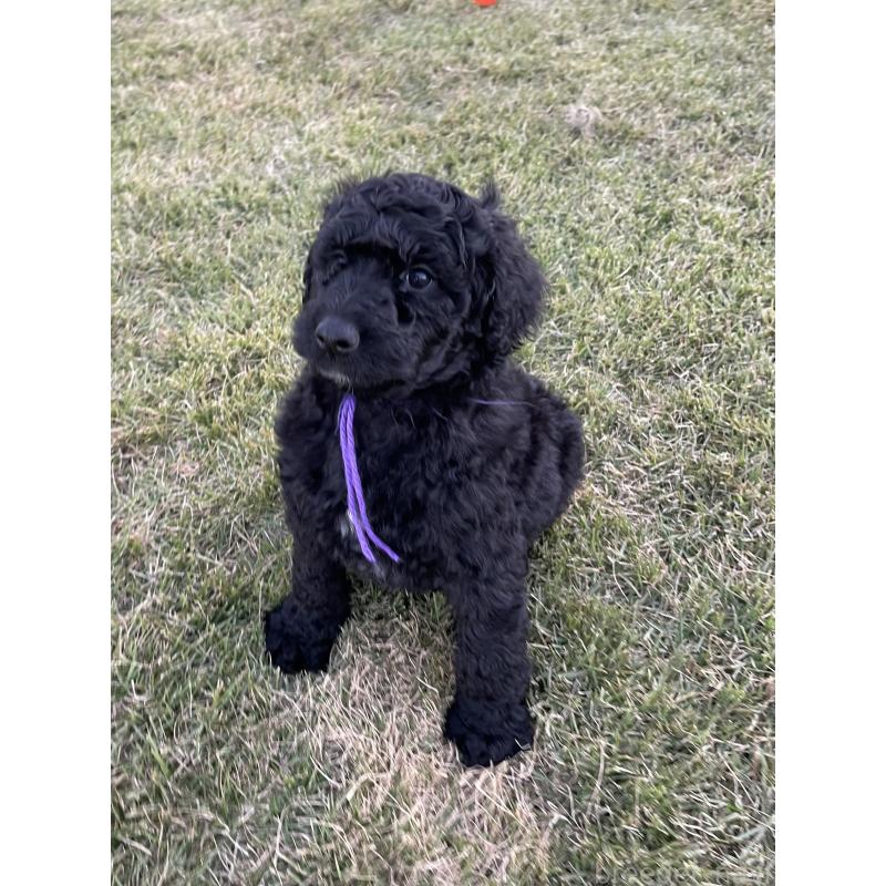 販売中の茨城県のスタンダードプードル-426745の5枚目