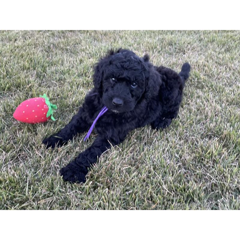 販売中の茨城県のスタンダードプードル-426745の4枚目