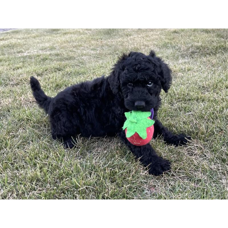 販売中の茨城県のスタンダードプードル-426745の3枚目