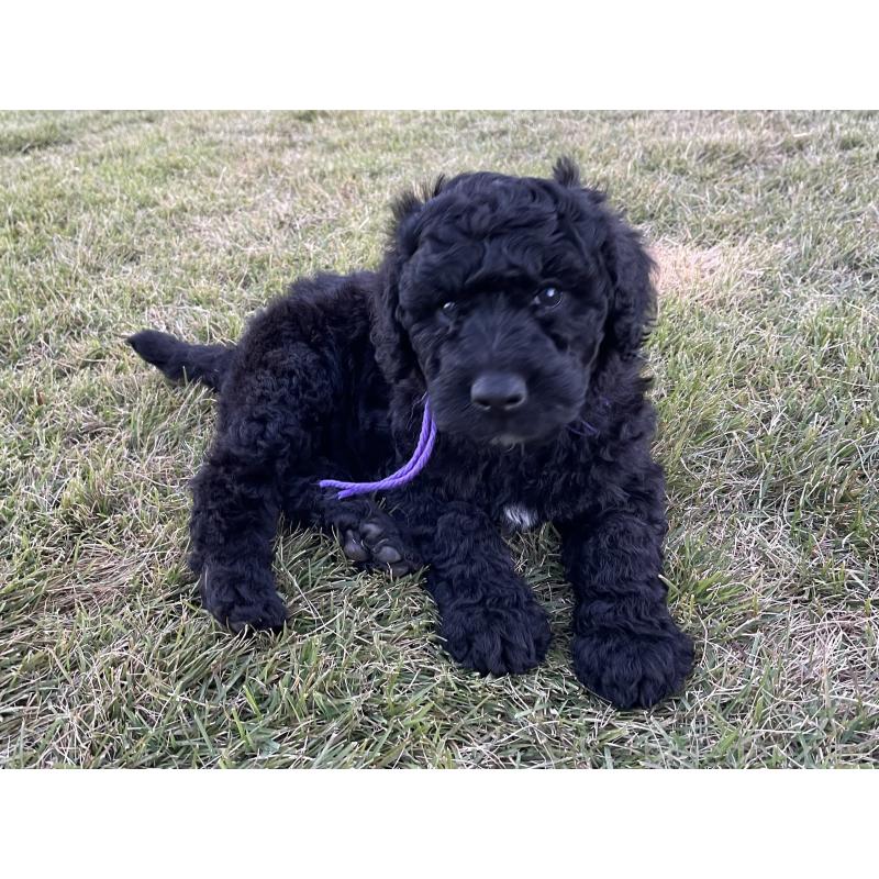 販売中の茨城県のスタンダードプードル-426745の2枚目