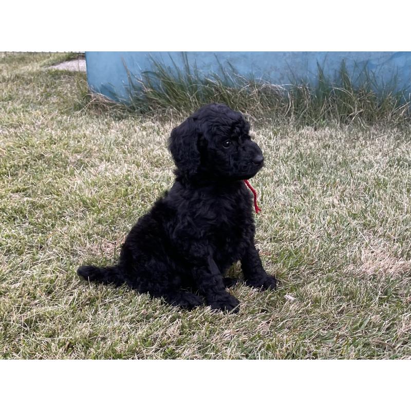 販売中の茨城県のスタンダードプードル-426747の7枚目