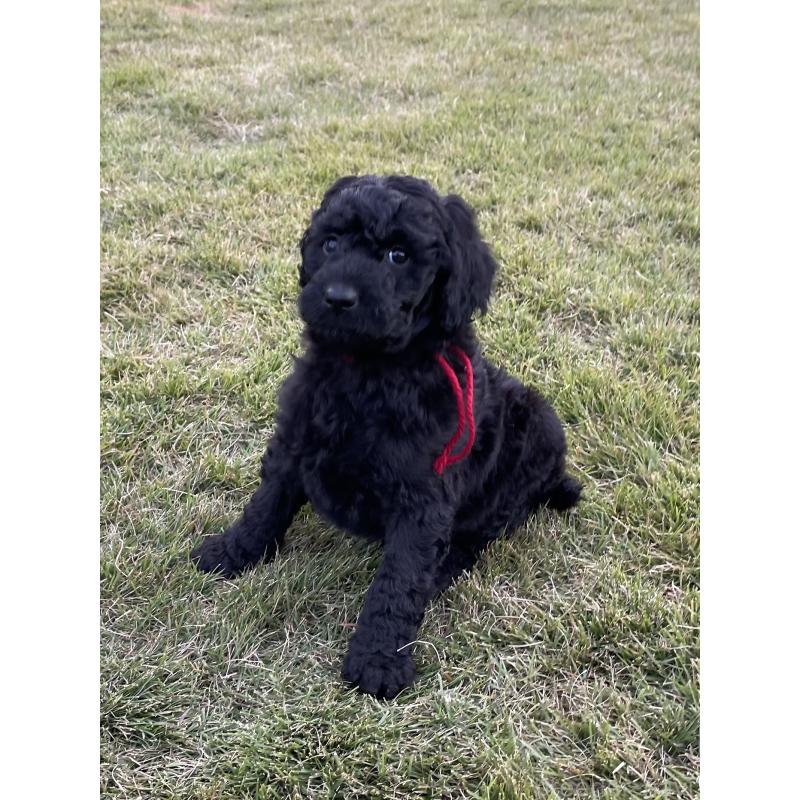 販売中の茨城県のスタンダードプードル-426747の5枚目