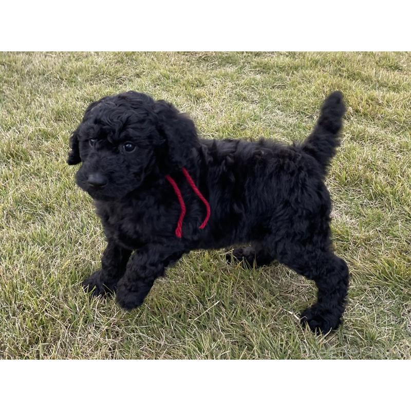 販売中の茨城県のスタンダードプードル-426747の4枚目