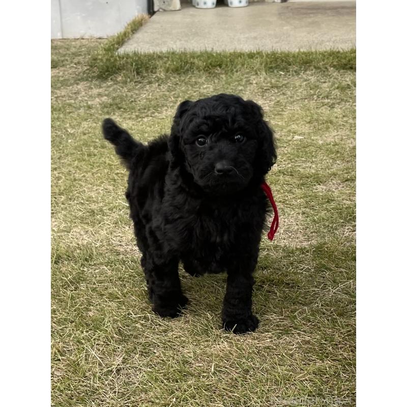 販売中の茨城県のスタンダードプードル-426747の3枚目