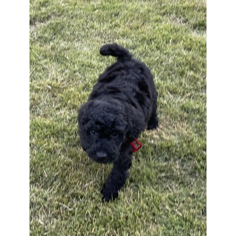 販売中の茨城県のスタンダードプードル-426747の2枚目