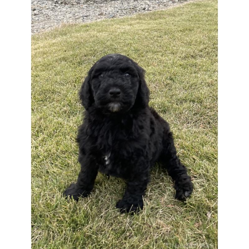 販売中の茨城県のスタンダードプードル-426748の9枚目