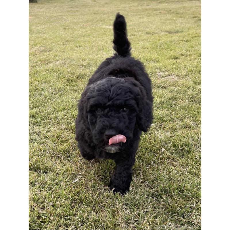 販売中の茨城県のスタンダードプードル-426748の8枚目