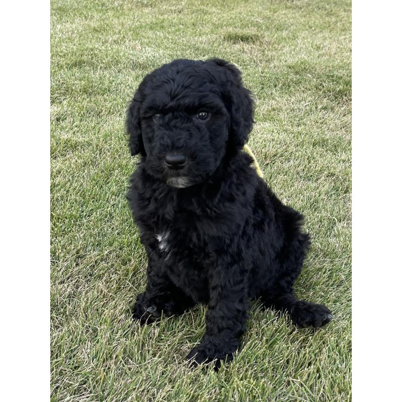 販売中の茨城県のスタンダードプードル-426748の7枚目