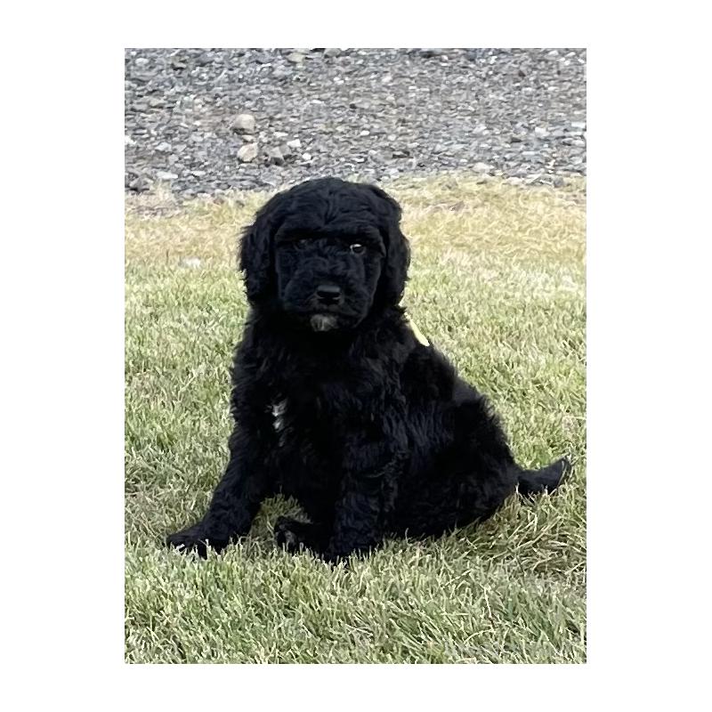 販売中の茨城県のスタンダードプードル-426748の6枚目