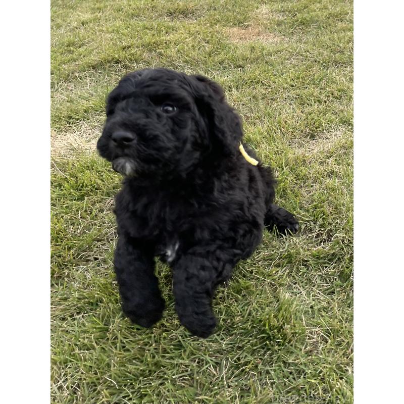 販売中の茨城県のスタンダードプードル-426748の4枚目