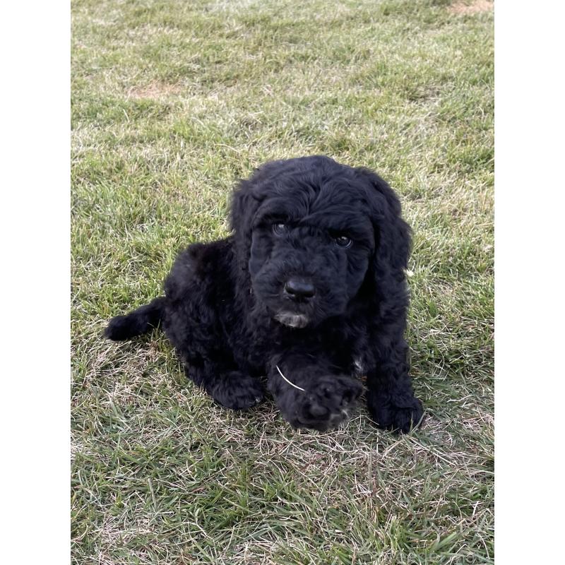 販売中の茨城県のスタンダードプードル-426748の3枚目