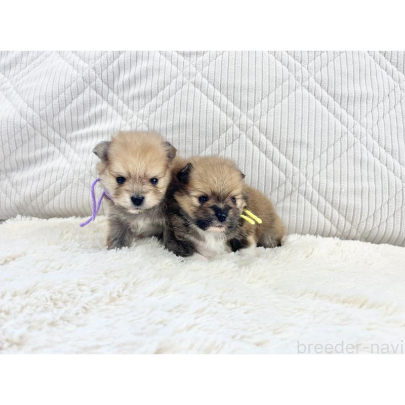 販売中の三重県のポメラニアン-426728の2枚目