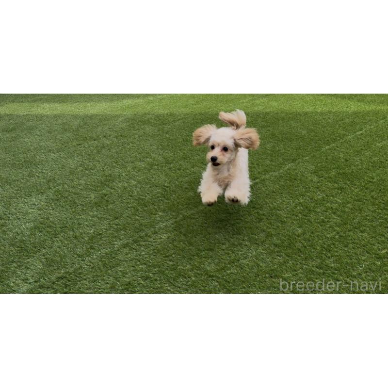 販売中の埼玉県のポメプー:ポメラニアン×トイプードル-426744の2枚目