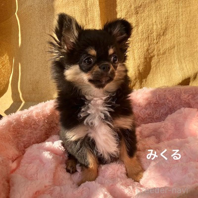 販売中の群馬県のチワワ(ロングコート)-422713