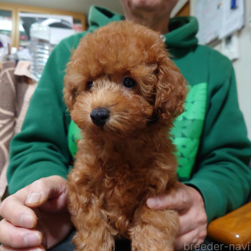 販売中の福岡県のトイプードル-419736