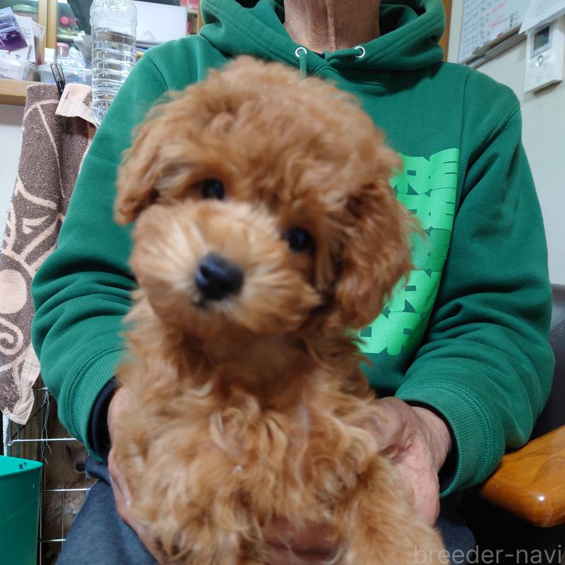 販売中の福岡県のトイプードル-419588