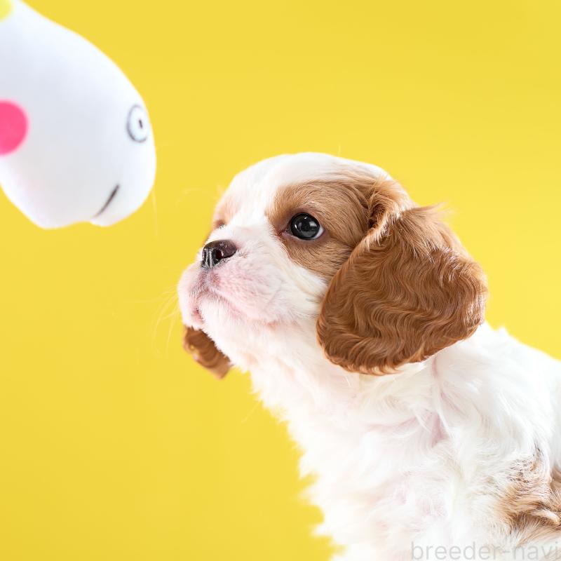 販売中の静岡県のキャバリアキングチャールズスパニエル-426658の5枚目