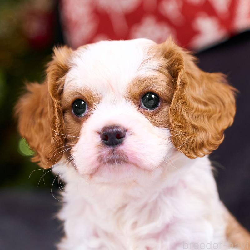 販売中の静岡県のキャバリアキングチャールズスパニエル-426658の3枚目