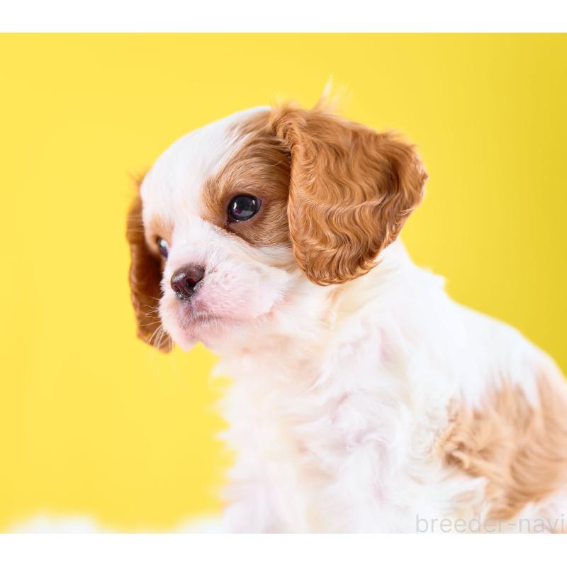 販売中の静岡県のキャバリアキングチャールズスパニエル-426658の2枚目