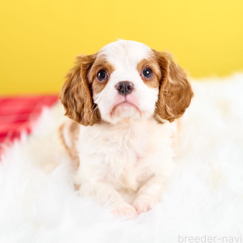 販売中の静岡県のキャバリアキングチャールズスパニエル-426659の4枚目