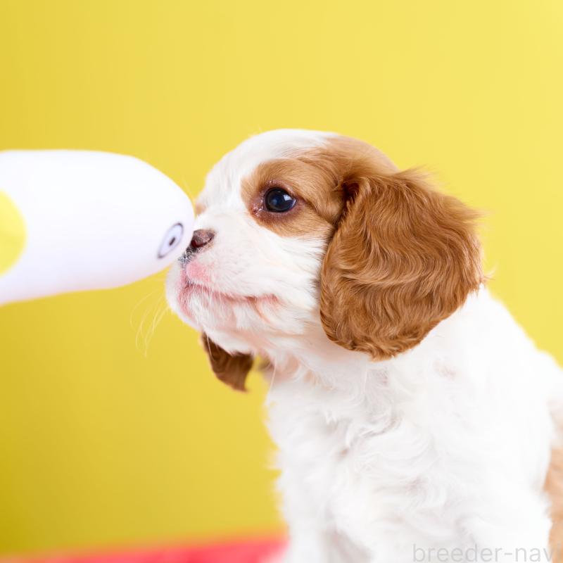 販売中の静岡県のキャバリアキングチャールズスパニエル-426659の3枚目