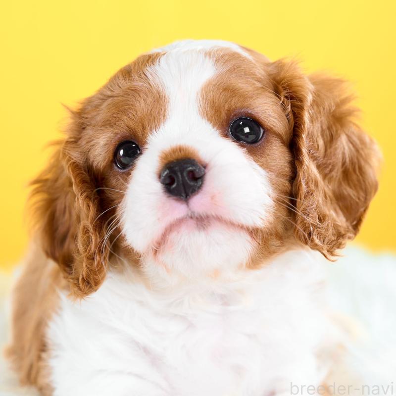 販売中の静岡県のキャバリアキングチャールズスパニエル-426660の6枚目
