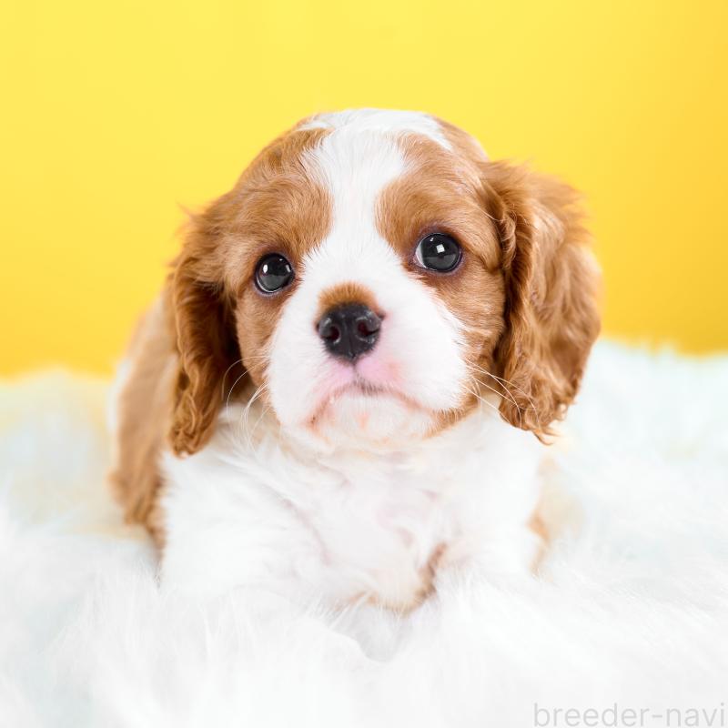 販売中の静岡県のキャバリアキングチャールズスパニエル-426660の5枚目
