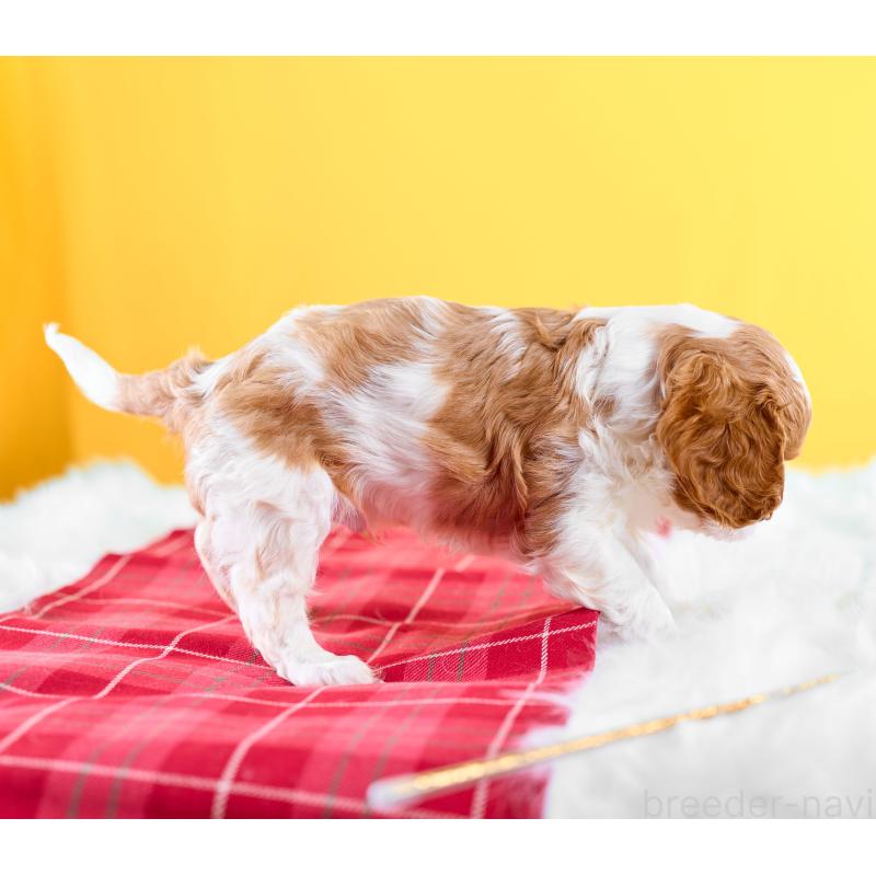 販売中の静岡県のキャバリアキングチャールズスパニエル-426660の3枚目