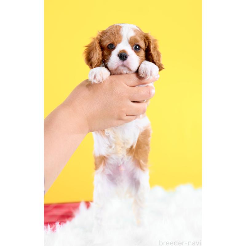 販売中の静岡県のキャバリアキングチャールズスパニエル-426660の2枚目