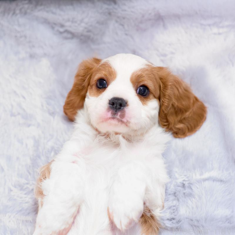 販売中の静岡県のキャバリアキングチャールズスパニエル-426661の8枚目