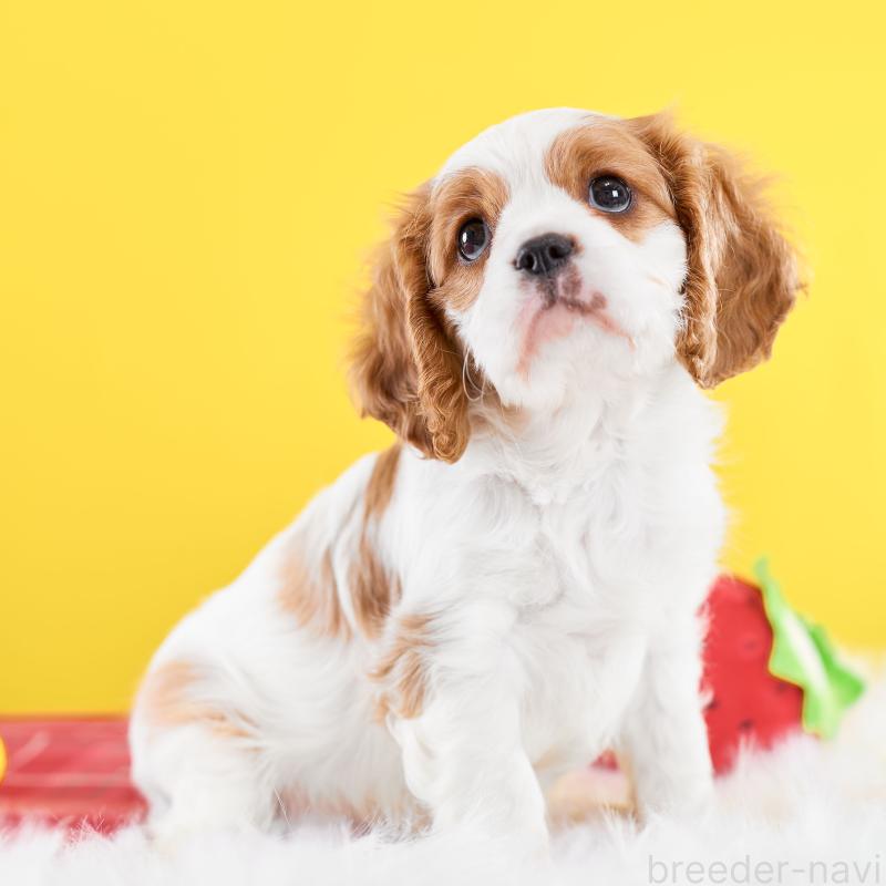 販売中の静岡県のキャバリアキングチャールズスパニエル-426661の7枚目
