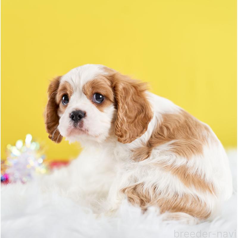 販売中の静岡県のキャバリアキングチャールズスパニエル-426661の6枚目