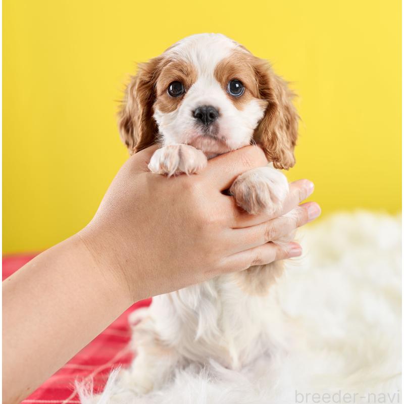 販売中の静岡県のキャバリアキングチャールズスパニエル-426661の5枚目