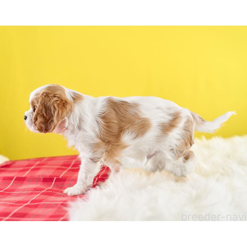 販売中の静岡県のキャバリアキングチャールズスパニエル-426661の4枚目