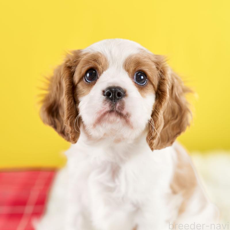 販売中の静岡県のキャバリアキングチャールズスパニエル-426661の3枚目